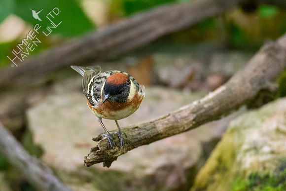 5-11-20 Bay-breasted Warbler