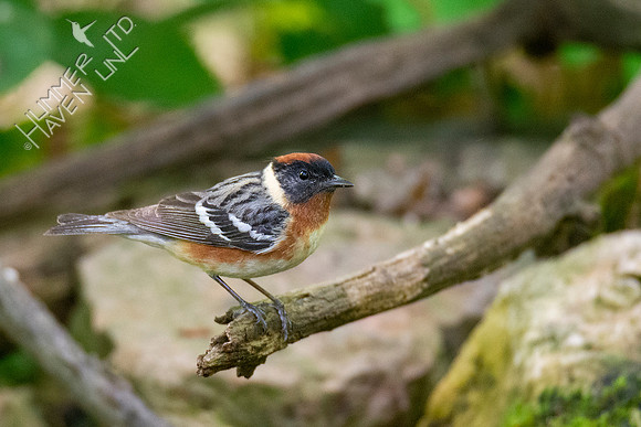 5-11-20 Bay-breasted Warbler