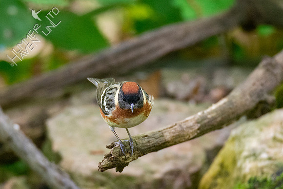 5-11-20 Bay-breasted Warbler