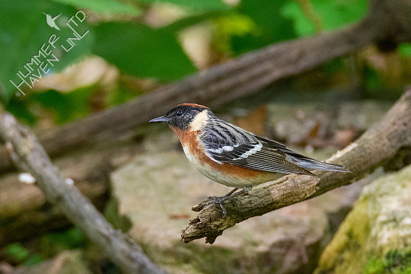 5-11-20 Bay-breasted Warbler