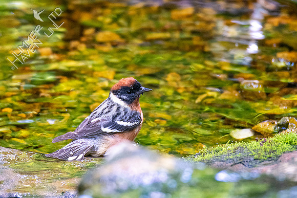 5-11-20 Bay-breasted Warbler