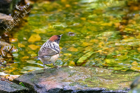 5-11-20 Bay-breasted Warbler #2