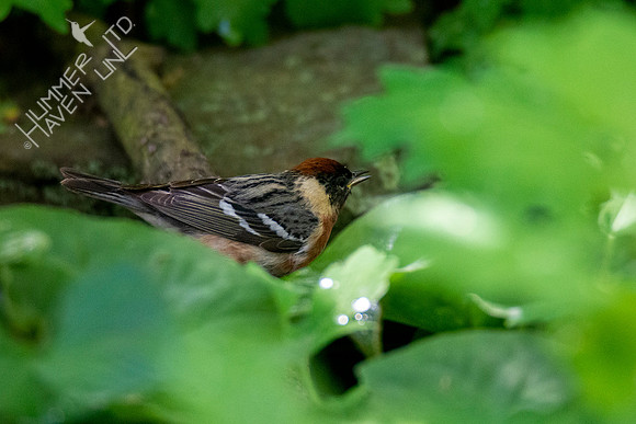 5-11-20 Bay-breasted Warbler #2
