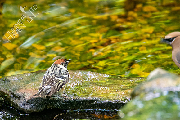 5-11-20 Bay-breasted Warbler #2 and Cedar Waxwing