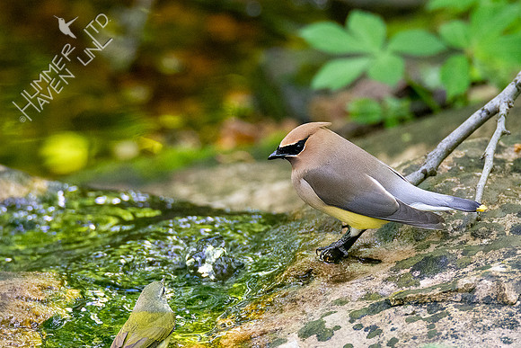 5-11-20 Tennessee Warbler and Cedar Waxwing