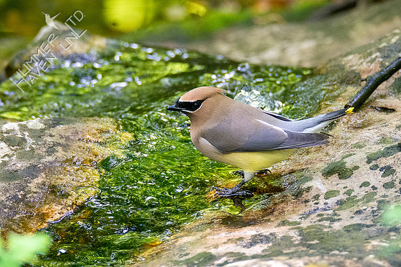 5-11-20 Cedar Waxwing