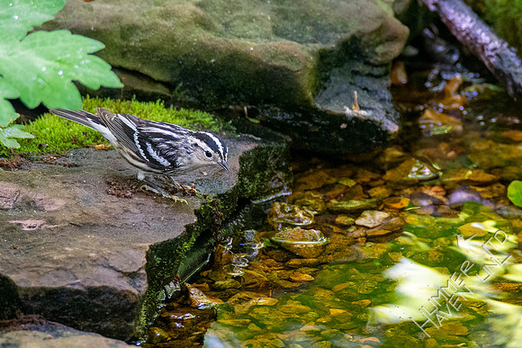 5-11-20 Black-and-white Warbler, female