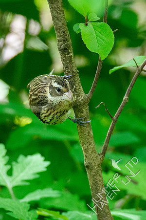 5-11-20 Rose-breasted Grosbeak, female