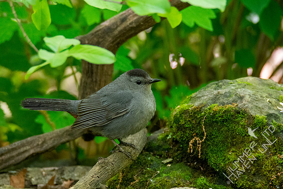 5-11-20 Gray Catbird