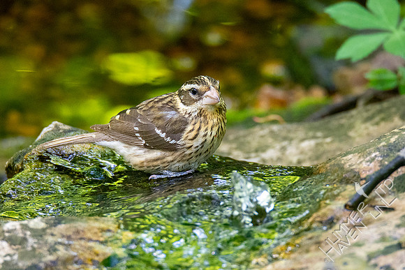 5-11-20 Rose-breasted Grosbeak, female