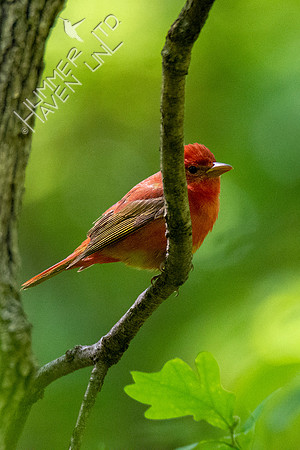 5-11-20 Summer Tanager