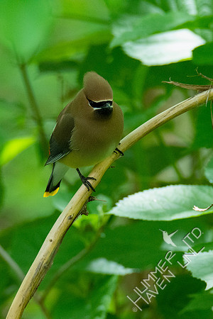 5-11-20 Cedar Waxwing