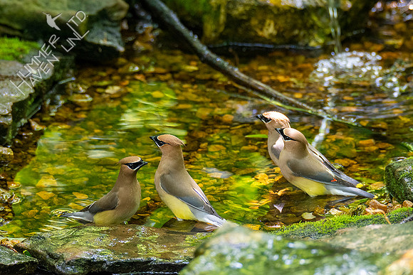 5-11-20 Cedar Waxwings
