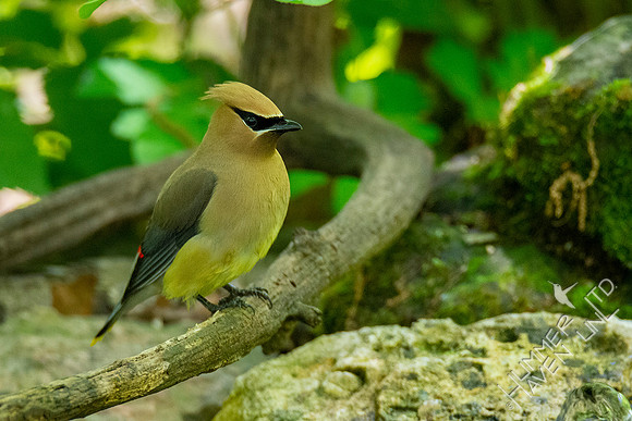 5-11-20 Cedar Waxwing