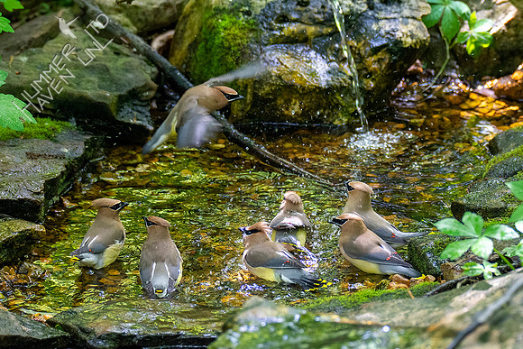 5-11-20 Cedar Waxwings
