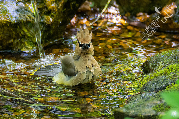 5-11-20 Cedar Waxwing
