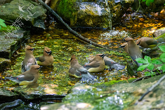 5-11-20 Cedar Waxwings