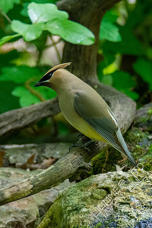 5-11-20 Cedar Waxwing