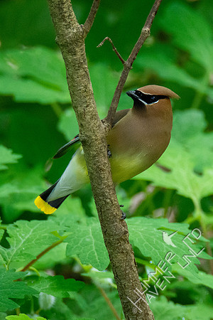 5-11-20 Cedar Waxwing