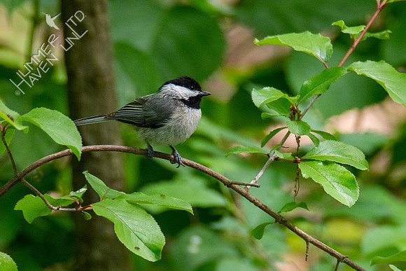 5-11-20 Carolina Chickadee