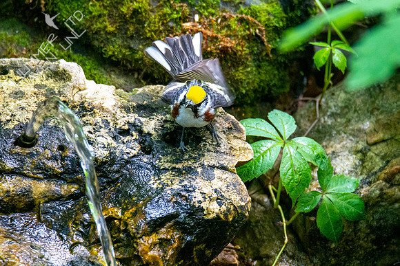 5-11-20 Chestnut-sided Warbler