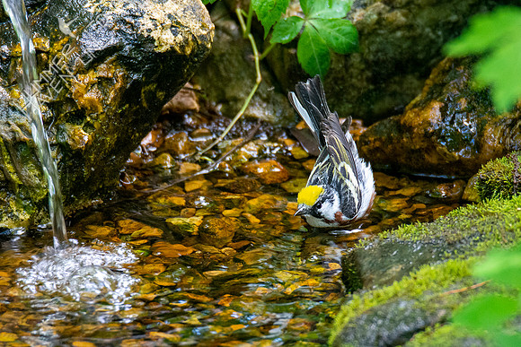 5-11-20 Chestnut-sided Warbler