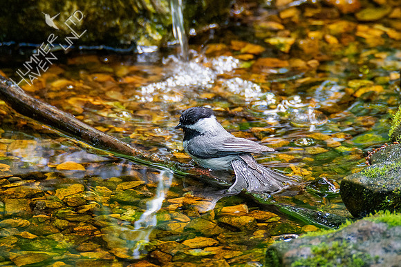 5-11-20 Carolina Chickadee