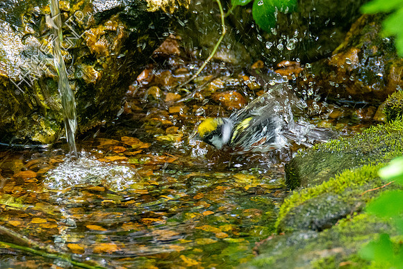 5-11-20 Chestnut-sided Warbler
