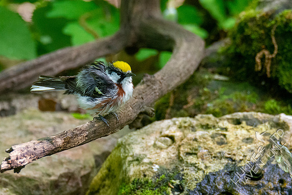 5-11-20 Chestnut-sided Warbler