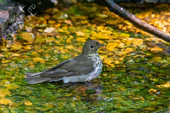5-11-20 Gray-cheeked Thrush