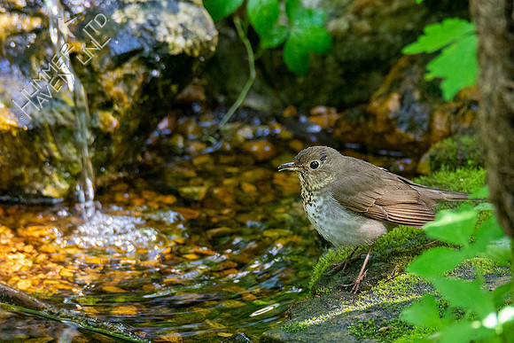 5-11-20 Swainson's Thrush