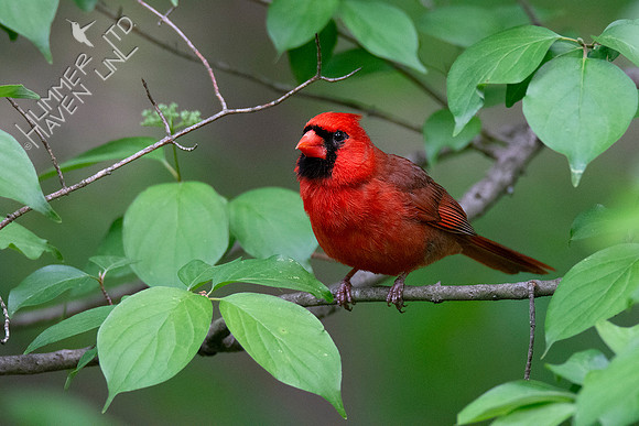 5-11-20 Northern Cardinal