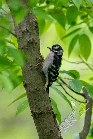 5-12-20 Downy Woodpecker fledgling