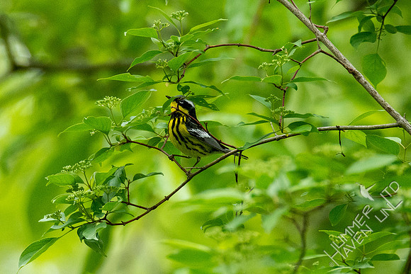 5-12-20 Magnolia Warbler