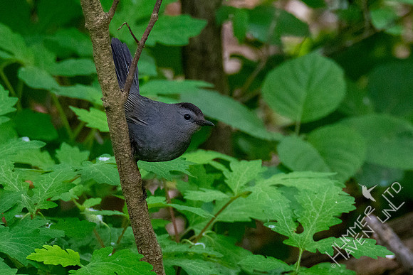 5-12-20 Gray Catbird