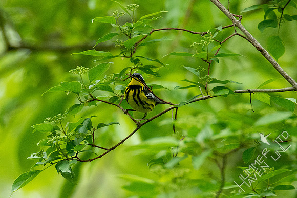 5-12-20 Magnolia Warbler