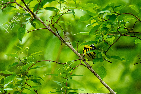 5-12-20 Magnolia Warbler