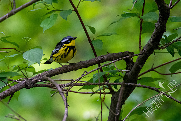 5-12-20 Magnolia Warbler