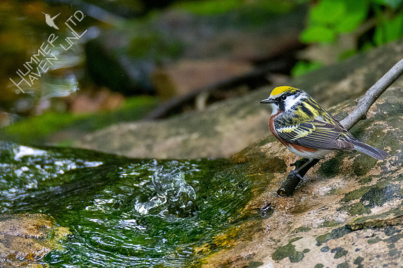 5-12-20 Chestnut-sided Warbler