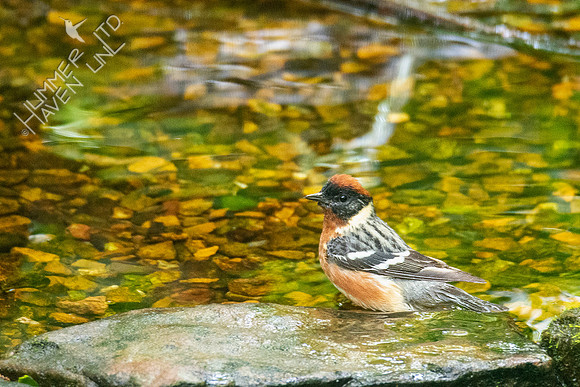 5-12-20 Bay-breasted Warbler