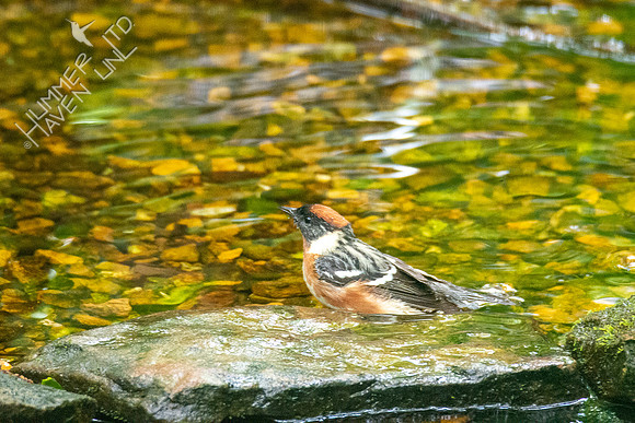 5-12-20 Bay-breasted Warbler