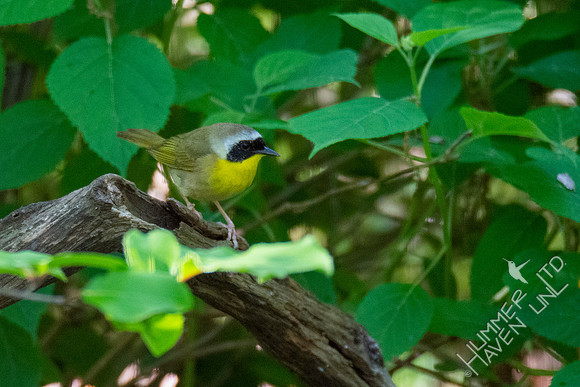 5-10-20 Common Yellowthroat