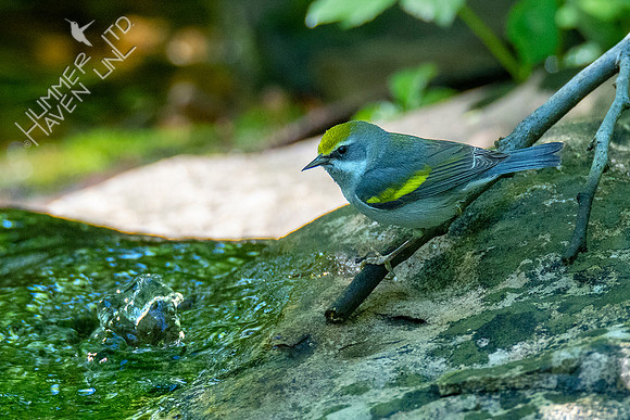 5-10-20 Golden-winged Warbler female