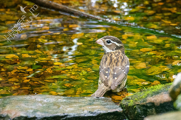 5-12-20 Rose-breasted Grosbeak, female