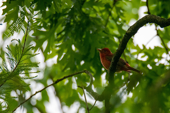 5-13-20 Summer Tanager