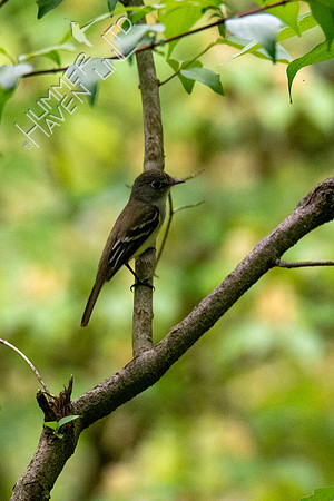 5-14-20 Acadian Flycatcher