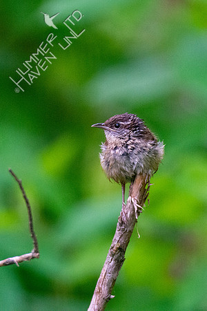 5-14-20 Carolina Wren