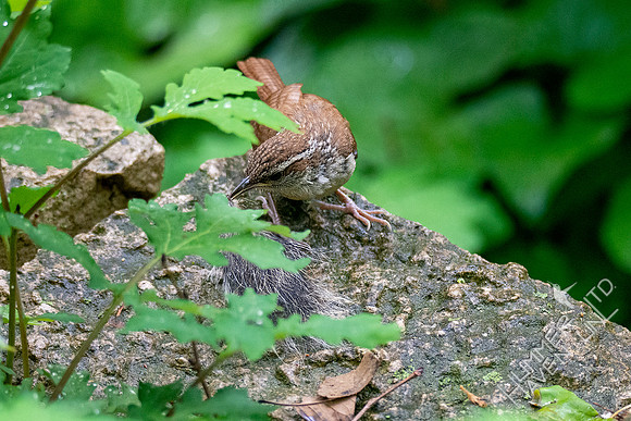 5-14-20 Carolina Wren