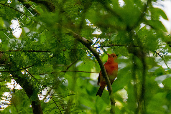 5-13-20 Summer Tanager