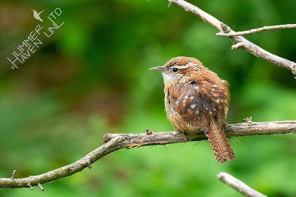 5-14-20 Carolina Wren